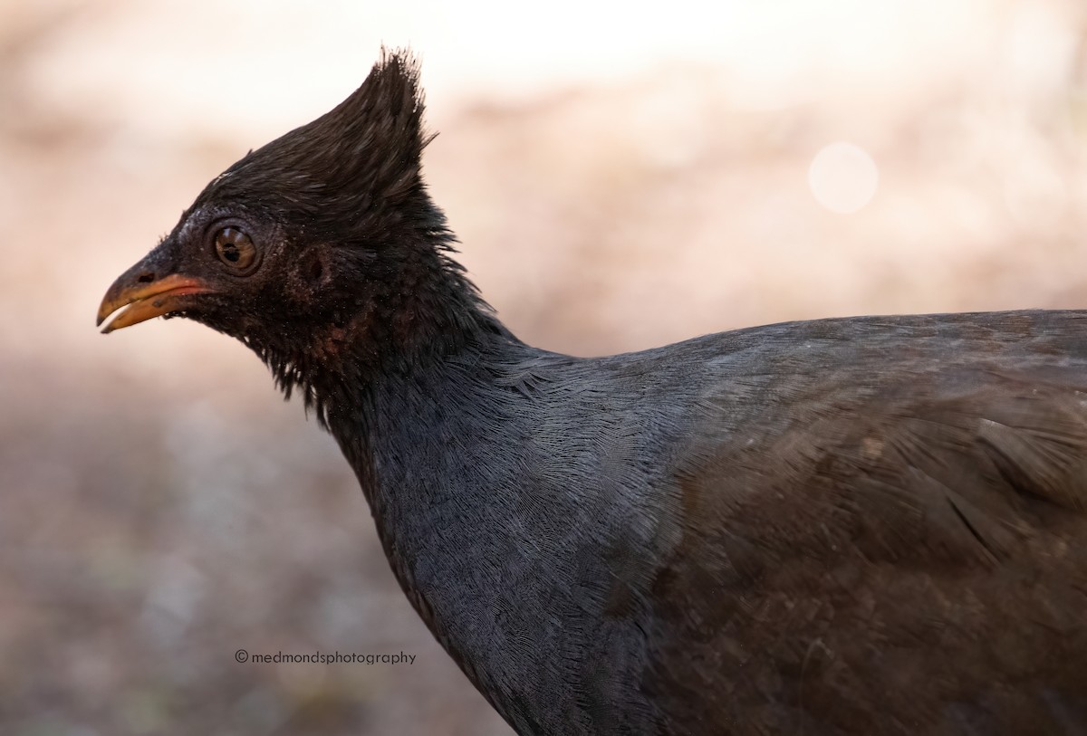 eBird Checklist - 8 Oct 2022 - George Brown Darwin Botanic Gardens - 19 ...