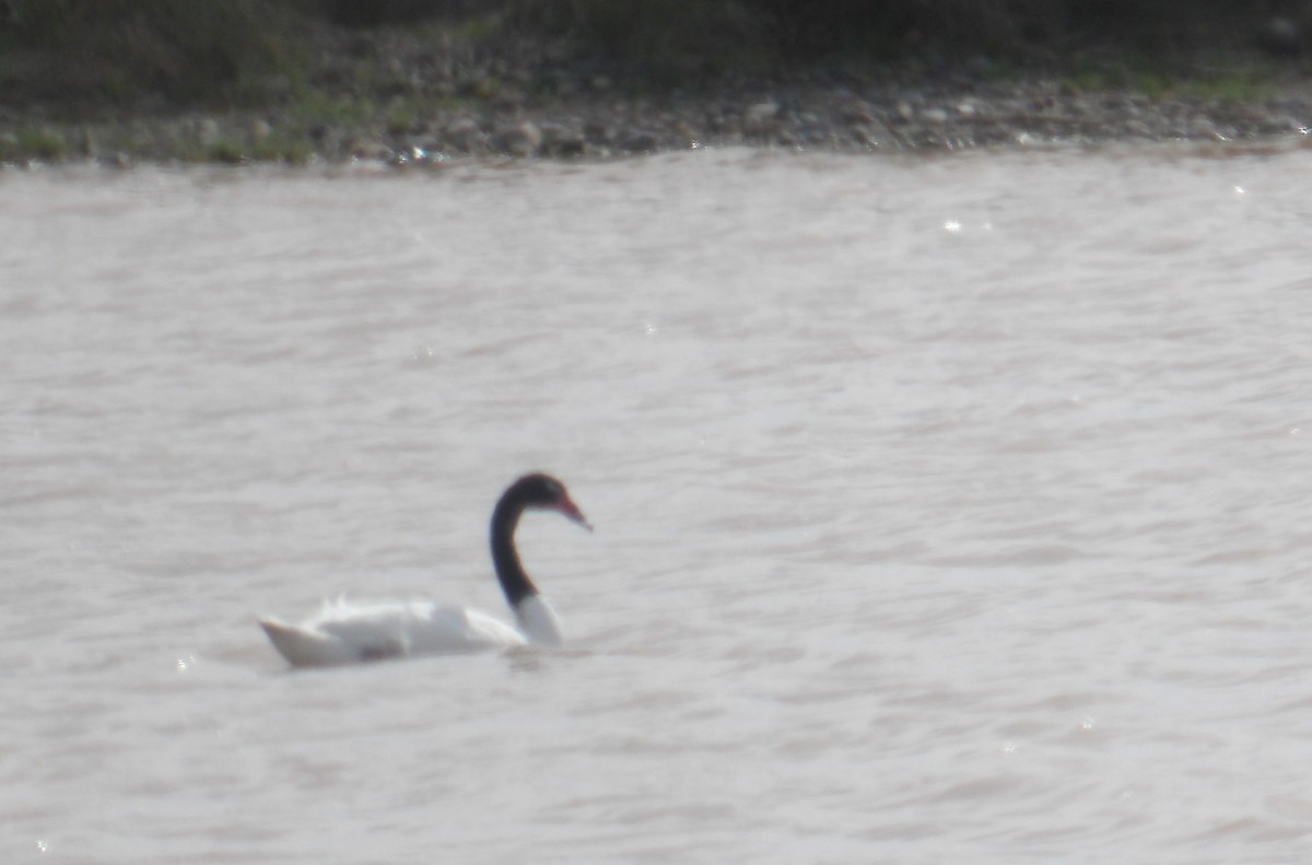 Black-necked Swan - ML491444261