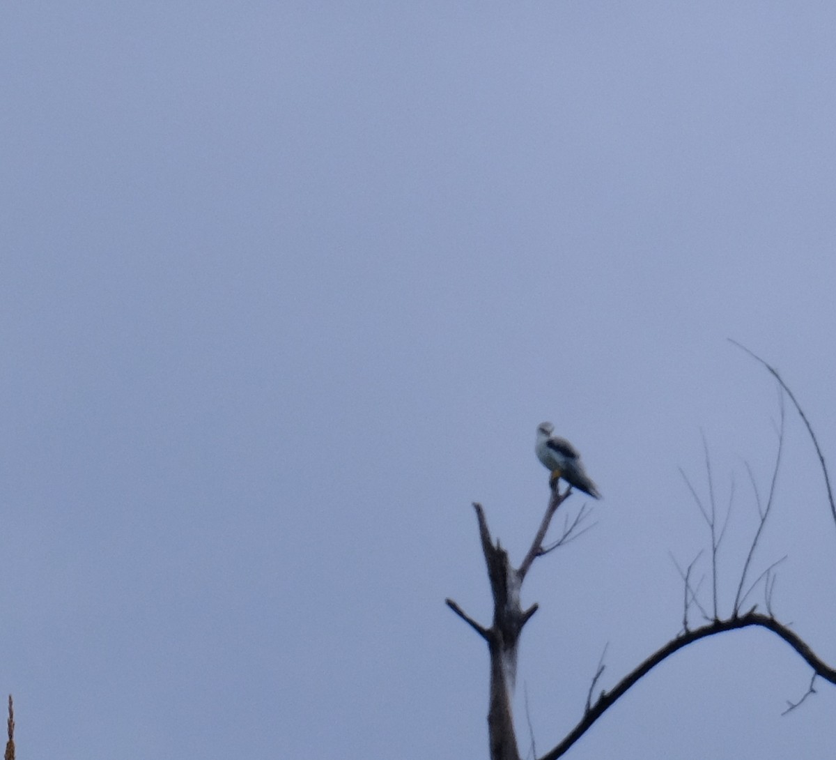 Black-winged Kite - Kuan Chia Hsiu
