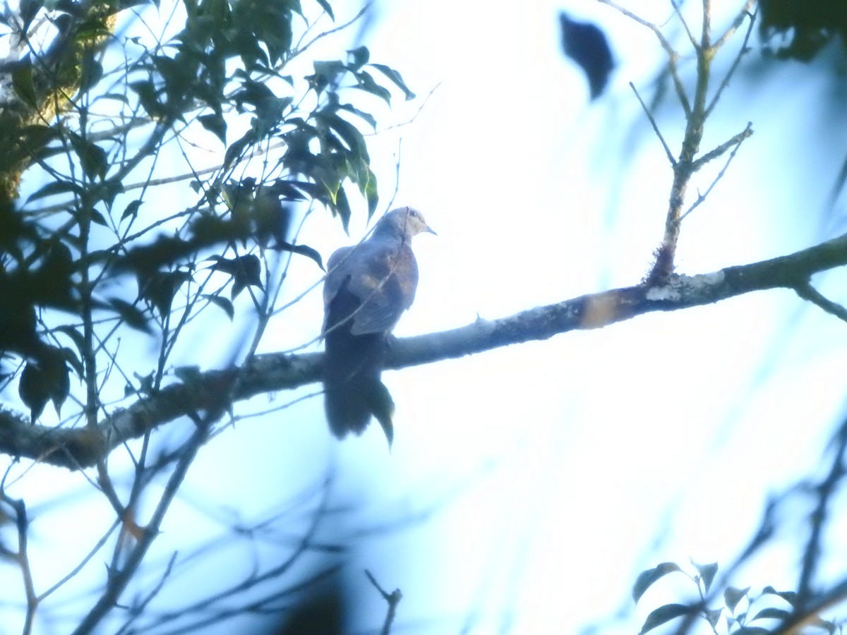 Barred Cuckoo-Dove - ML491446551