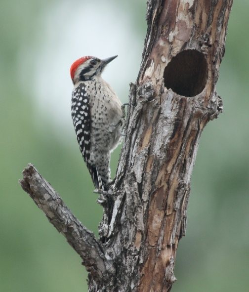 Ladder-backed Woodpecker - ML49144681