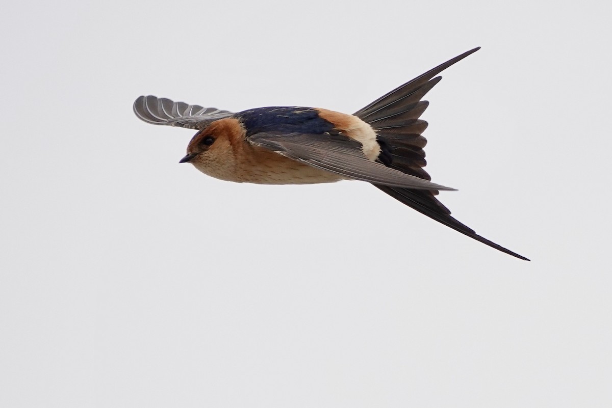 Red-rumped Swallow - Russ  And Theresa