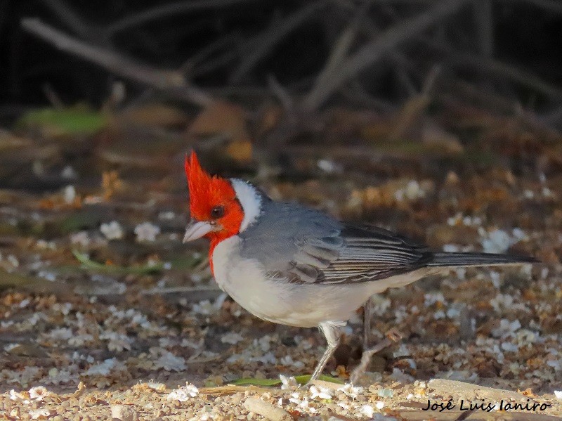 Red-crested Cardinal - ML491447821