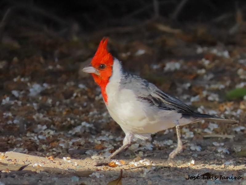 Red-crested Cardinal - ML491447831