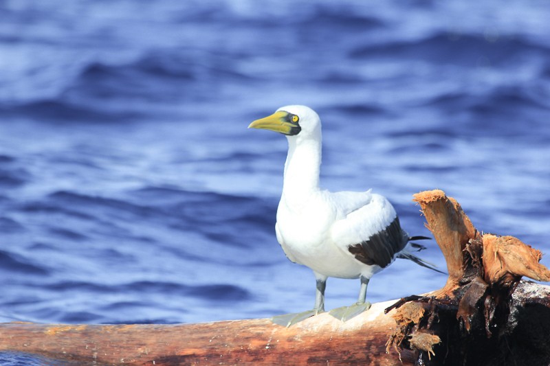 Masked Booby - ML49144791