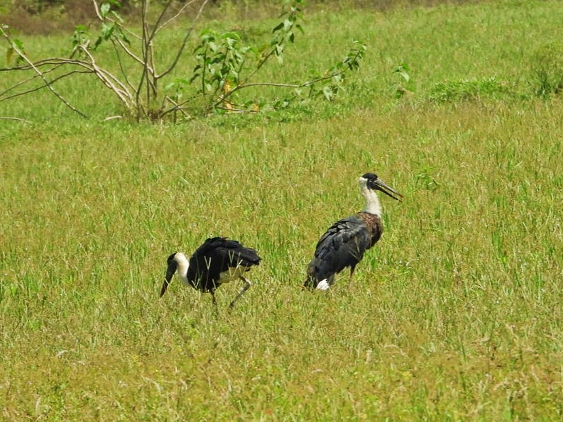 Asian Woolly-necked Stork - ML491457261