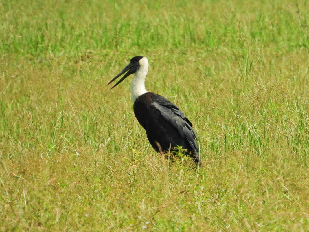 Asian Woolly-necked Stork - ML491457311