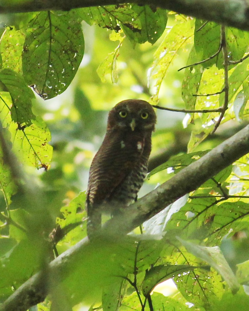 Jungle Owlet - Ambady Sasi