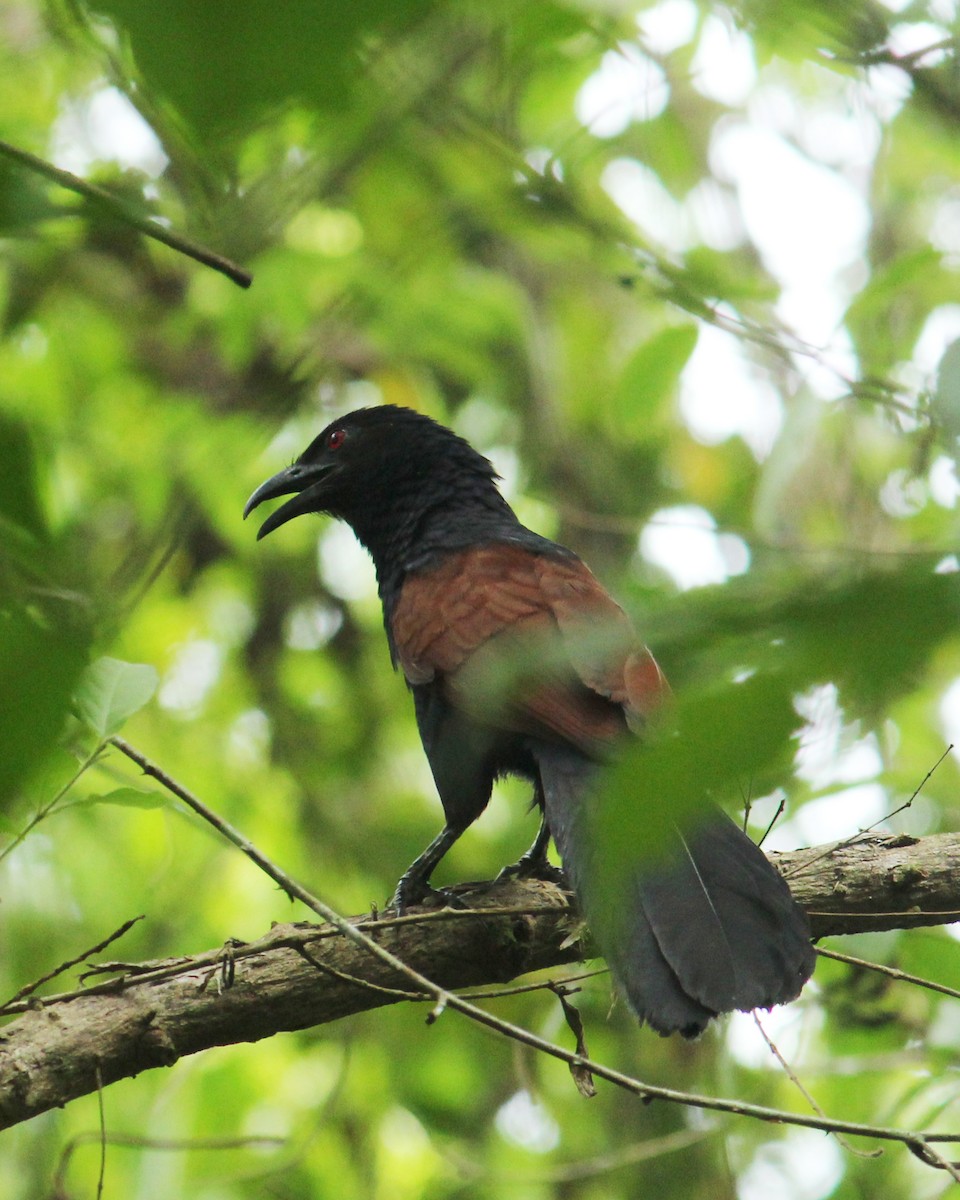 Greater Coucal - ML491460131