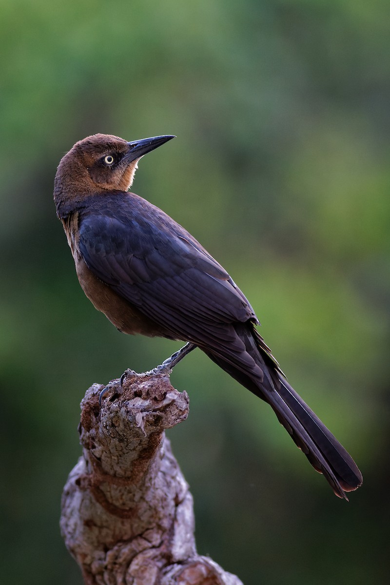 Great-tailed Grackle - ML491463171