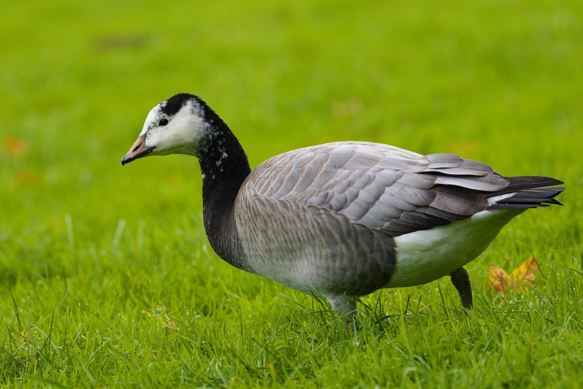 Bar-headed x Barnacle Goose (hybrid) - Zsolt Semperger