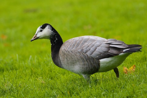 Bar-headed Goose