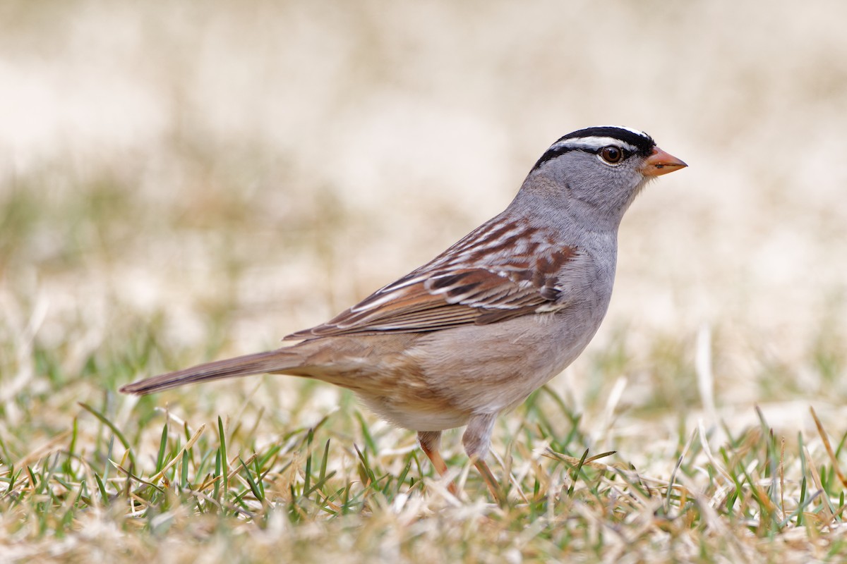White-crowned Sparrow - ML491465011