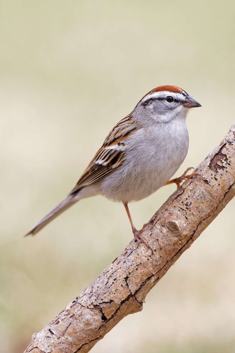 Chipping Sparrow - ML491465431