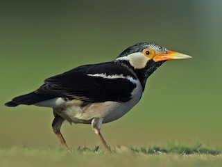  - Indian Pied Starling