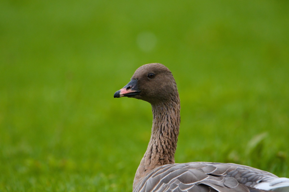 Pink-footed Goose - ML491466871