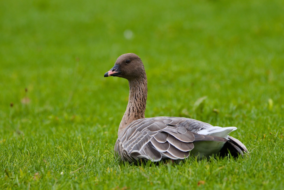 Pink-footed Goose - ML491466921