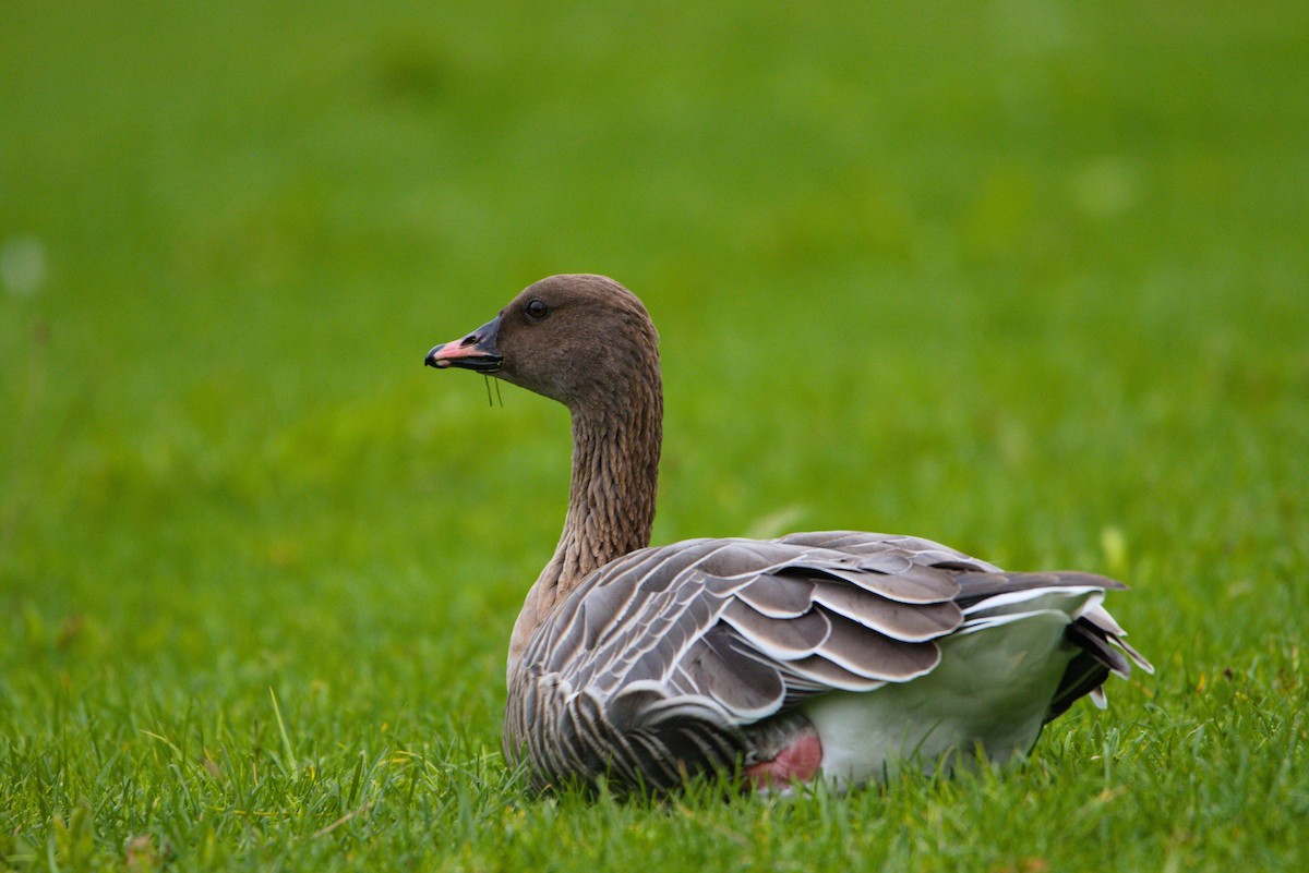 Pink-footed Goose - ML491466951
