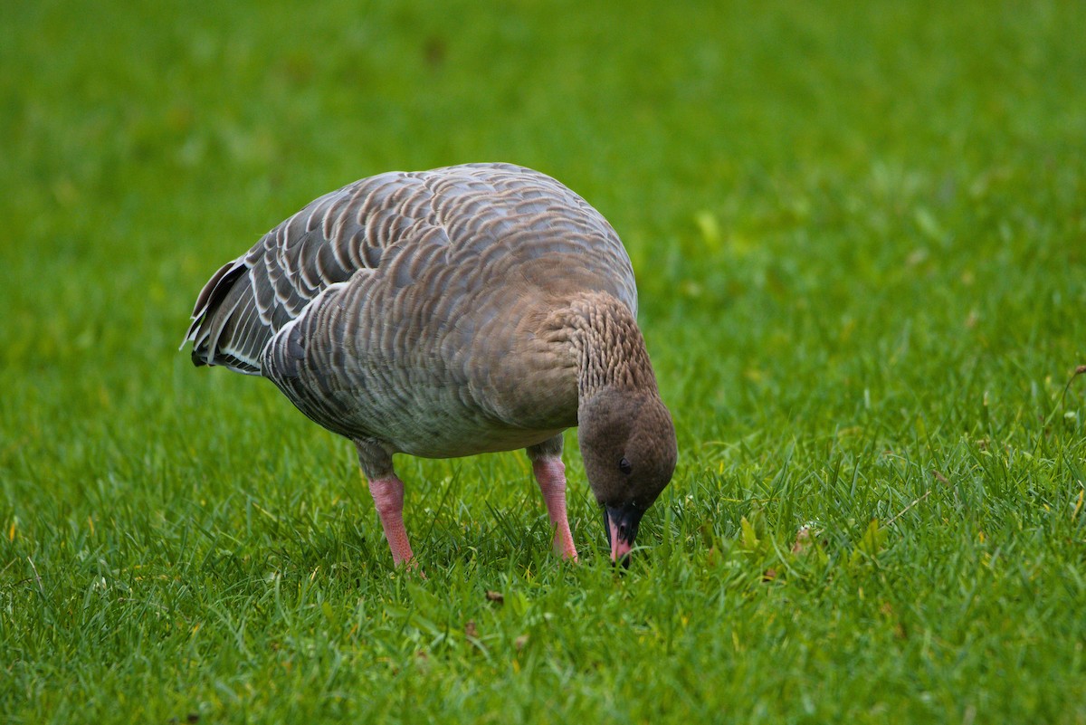 Pink-footed Goose - ML491466991