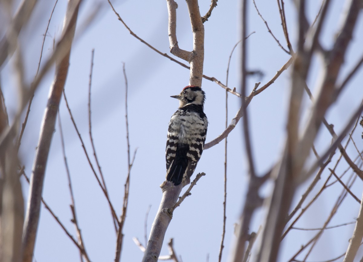 Lesser Spotted Woodpecker - Antonio Ceballos Barbancho