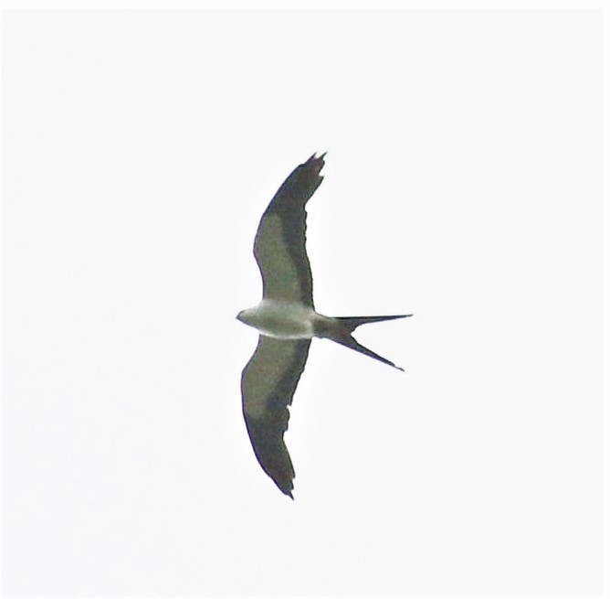 Swallow-tailed Kite - ML491476171