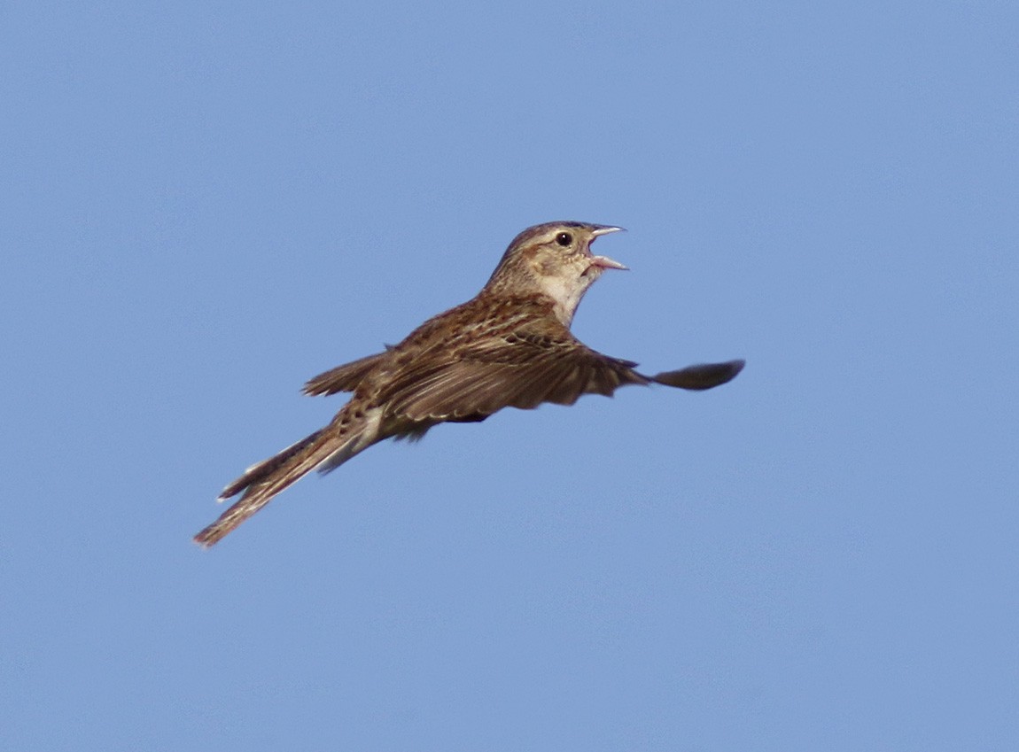 Cassin's Sparrow - Bill Maynard