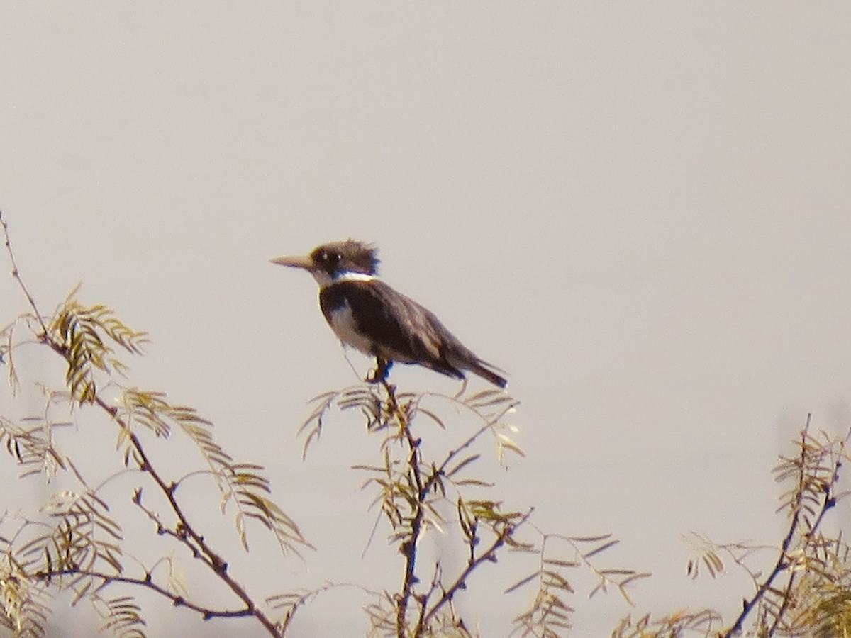 Belted Kingfisher - ML491480181