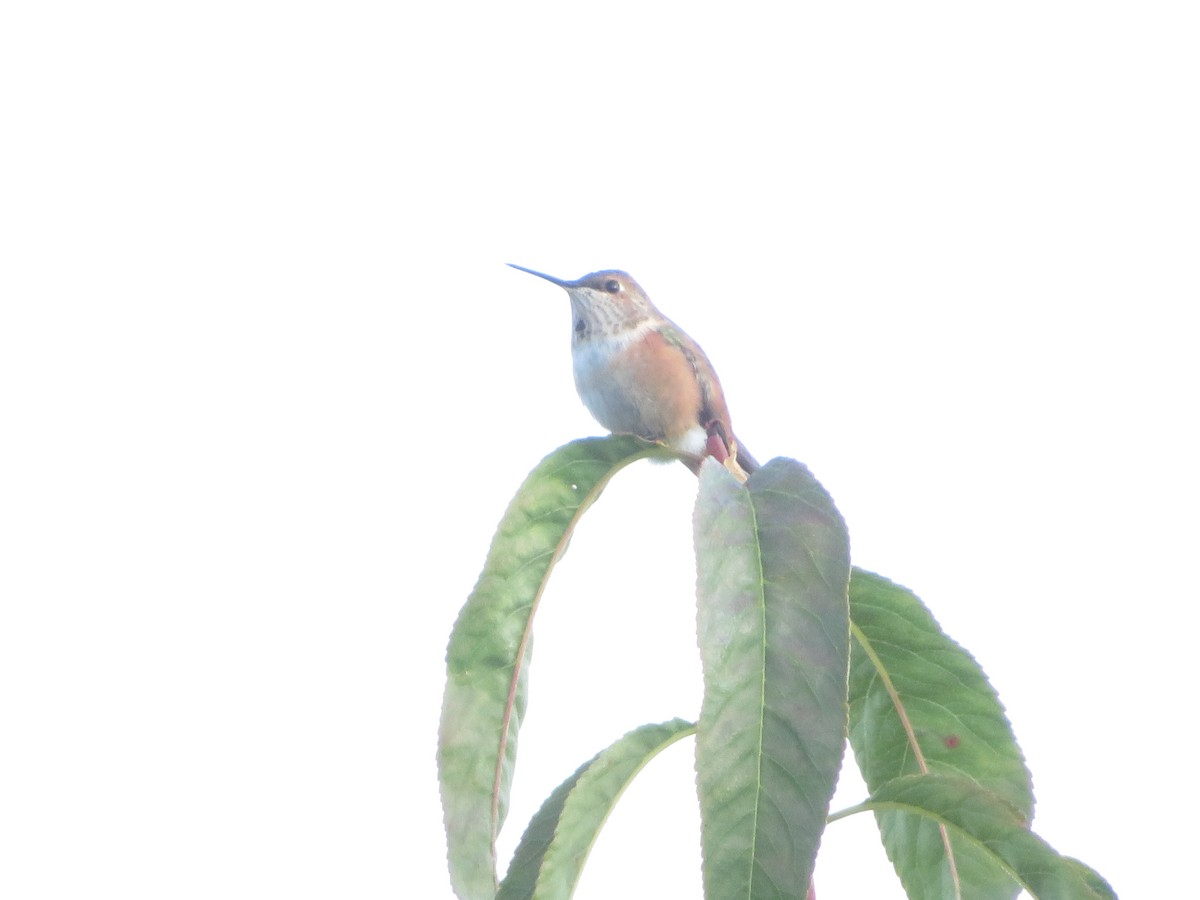 Rufous Hummingbird - ML491483461