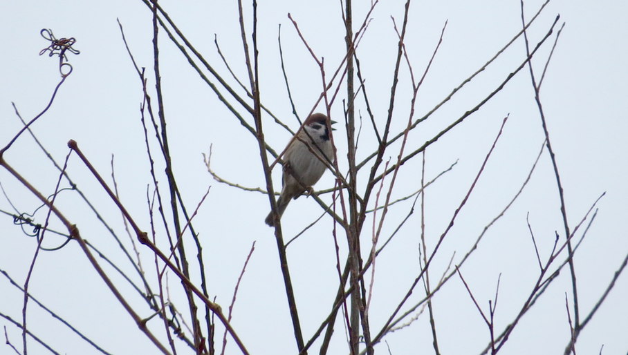 Eurasian Tree Sparrow - ML49148361