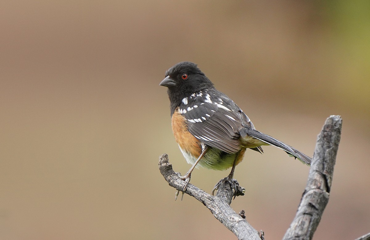 Spotted Towhee - ML491487521