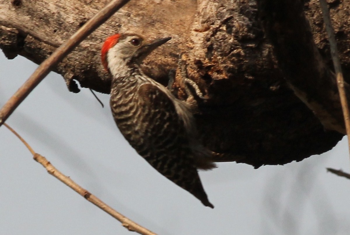 Cardinal Woodpecker - ML49148841