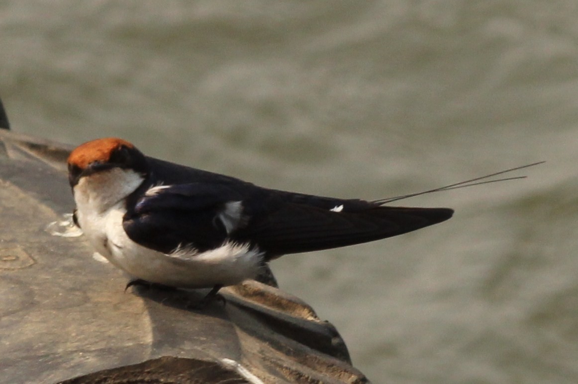 Wire-tailed Swallow - ML49149001