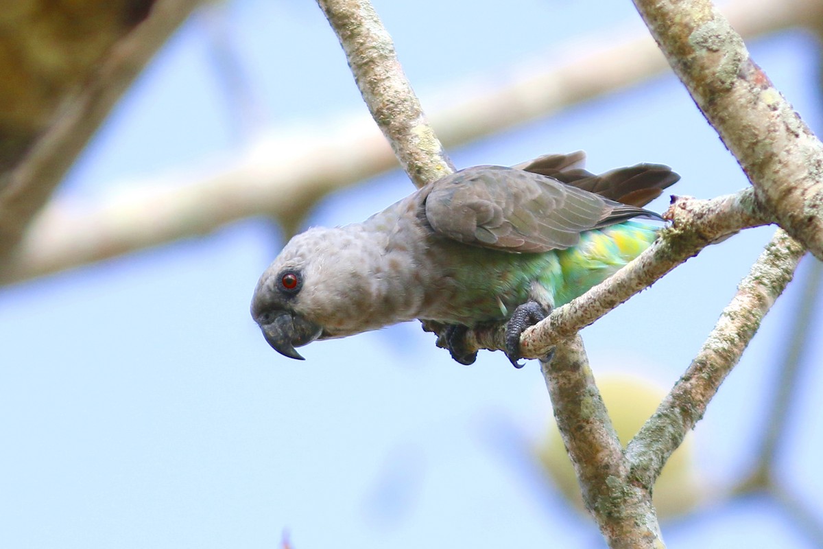 Red-bellied Parrot - ML49149031