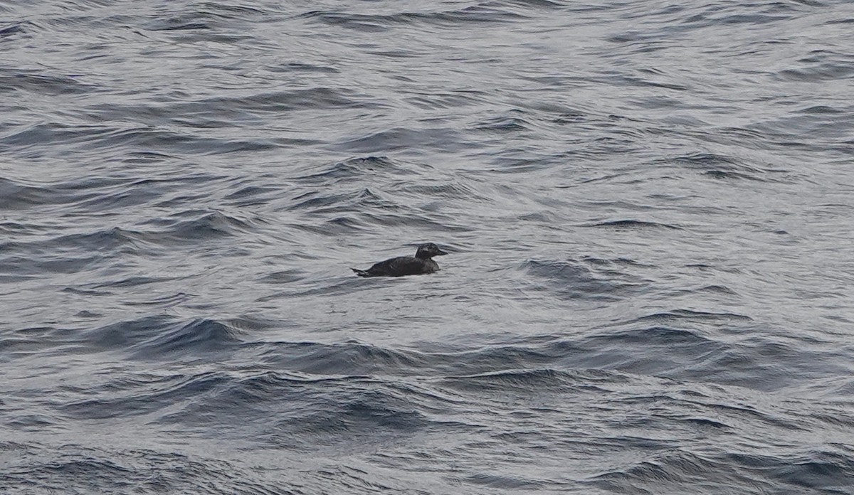 Long-tailed Duck - ML491491471