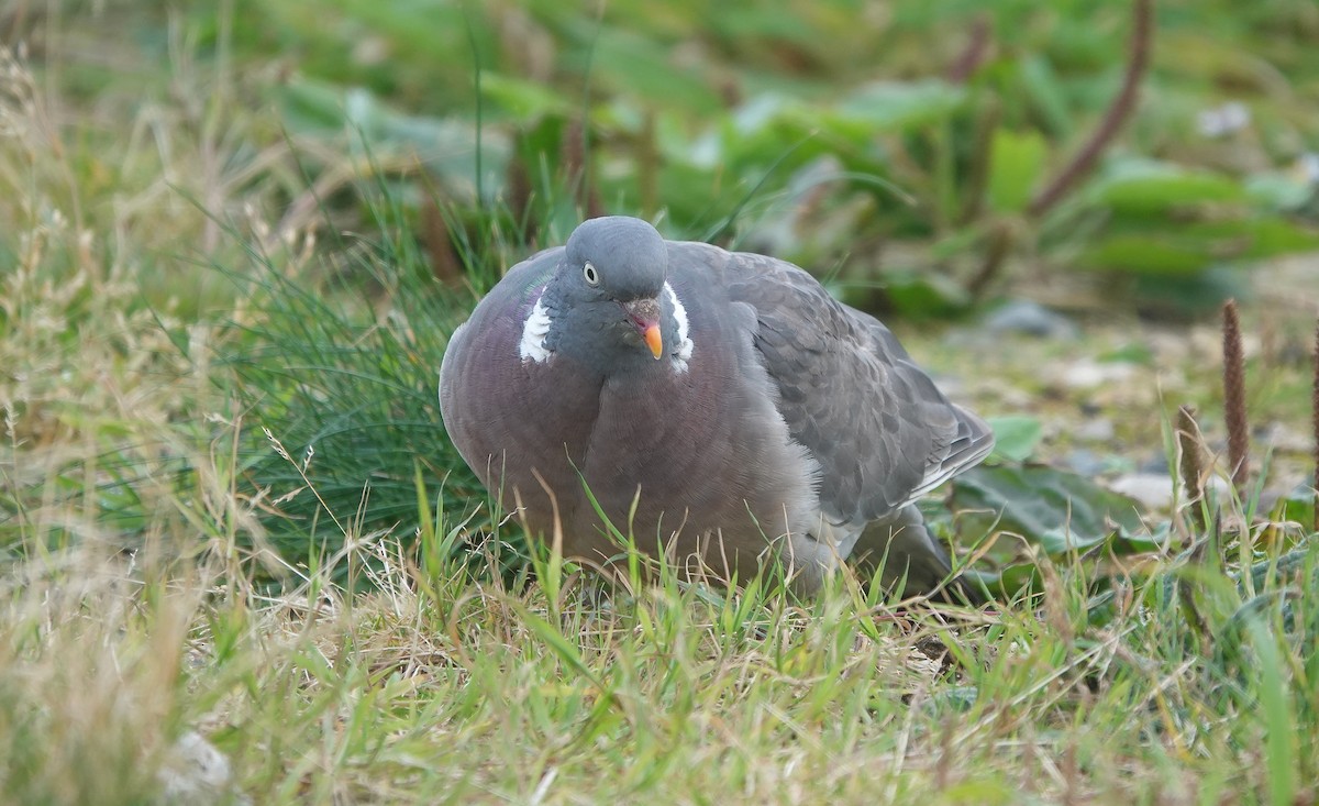 Common Wood-Pigeon - ML491491561