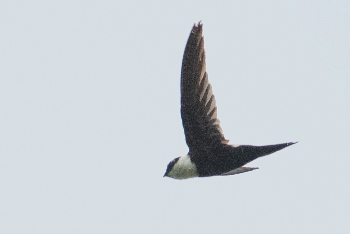 Lesser Swallow-tailed Swift - Daniel Field