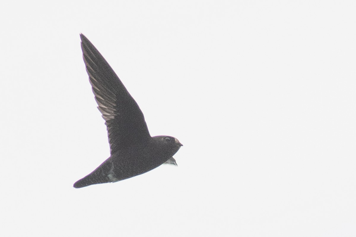 Spot-fronted Swift - ML491492581