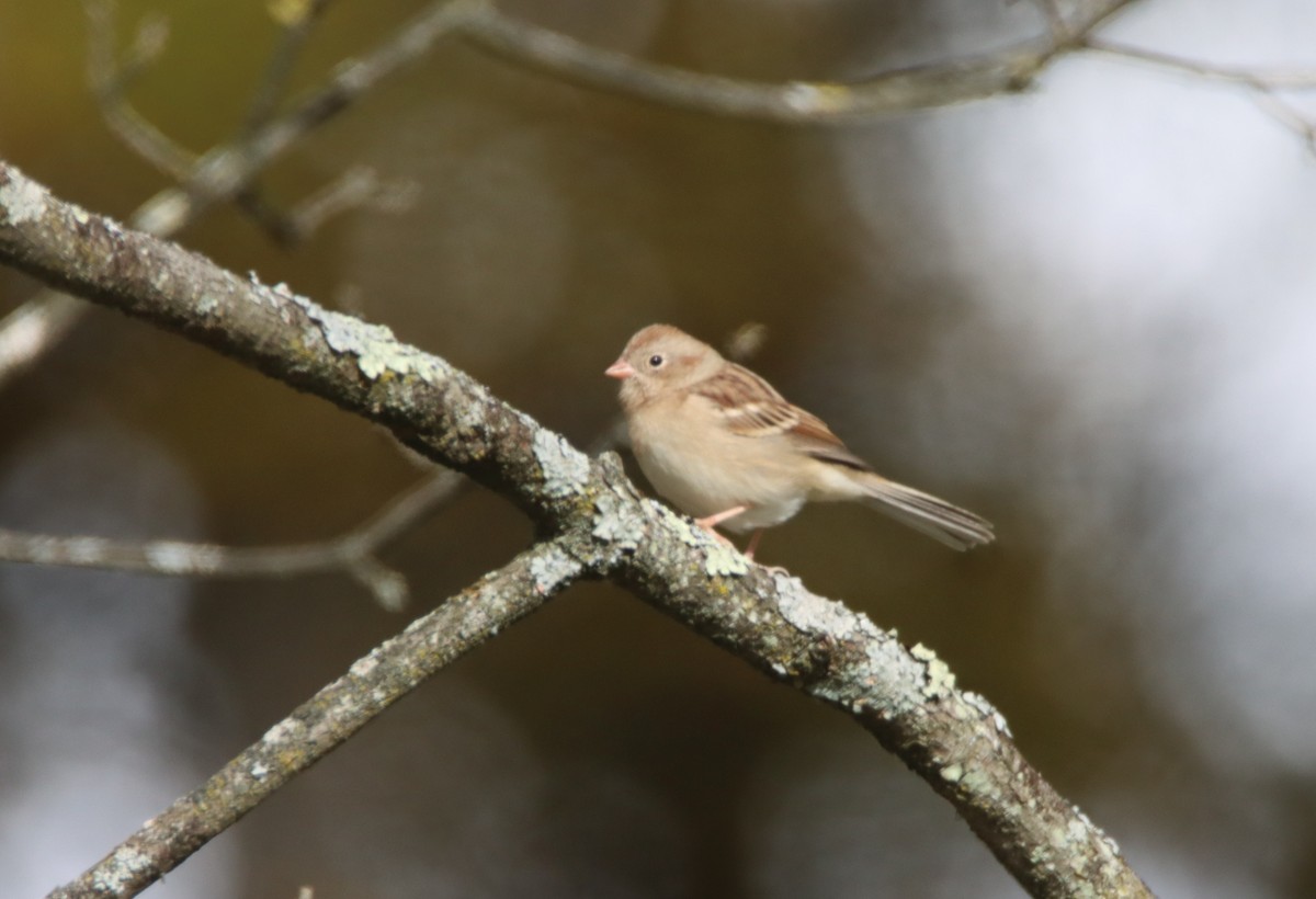 Field Sparrow - ML491494471
