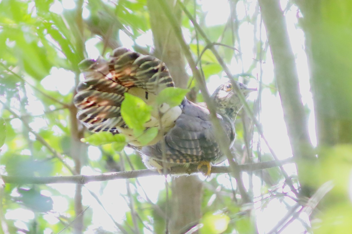 Barred Long-tailed Cuckoo - ML49149671