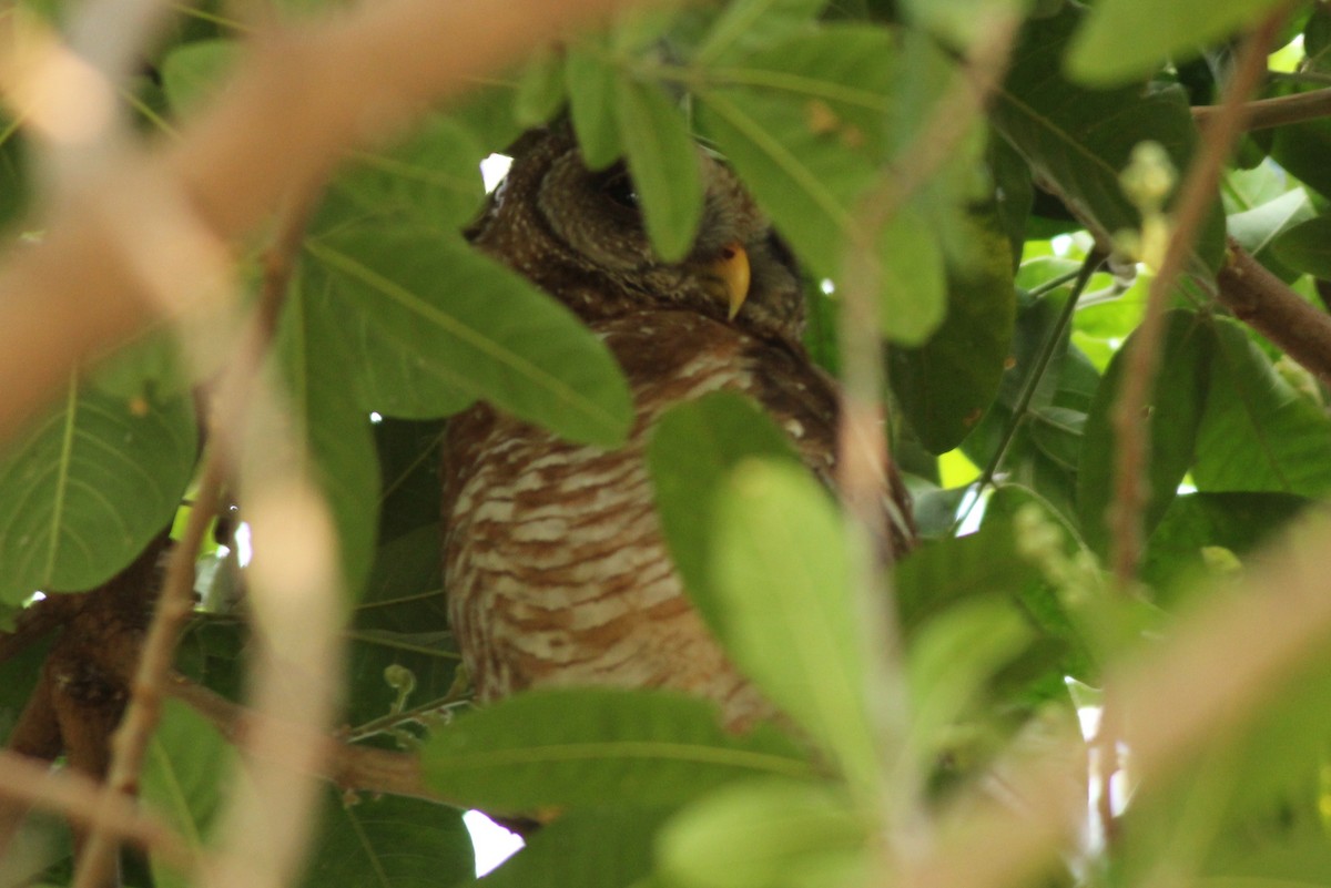 African Wood-Owl - ML49149751