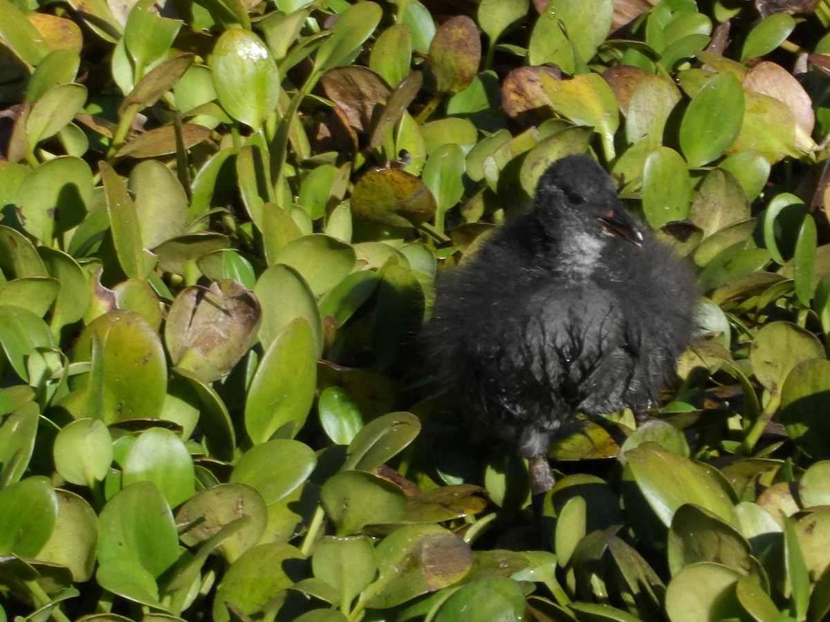 Red-fronted Coot - ML49149761