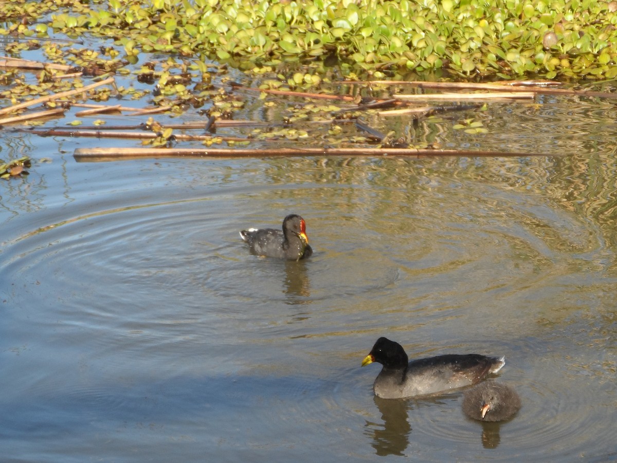 Red-fronted Coot - ML49149801