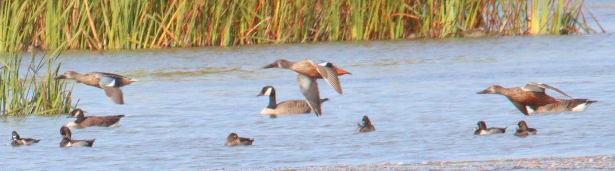 Blue-winged Teal - ML491502331
