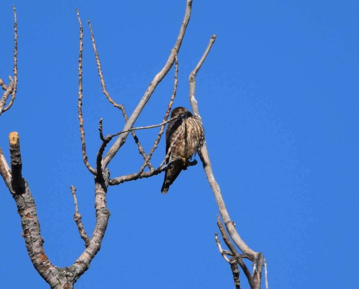 eBird Checklist 8 Oct 2022 Horseshoe Lake State Park 31 species