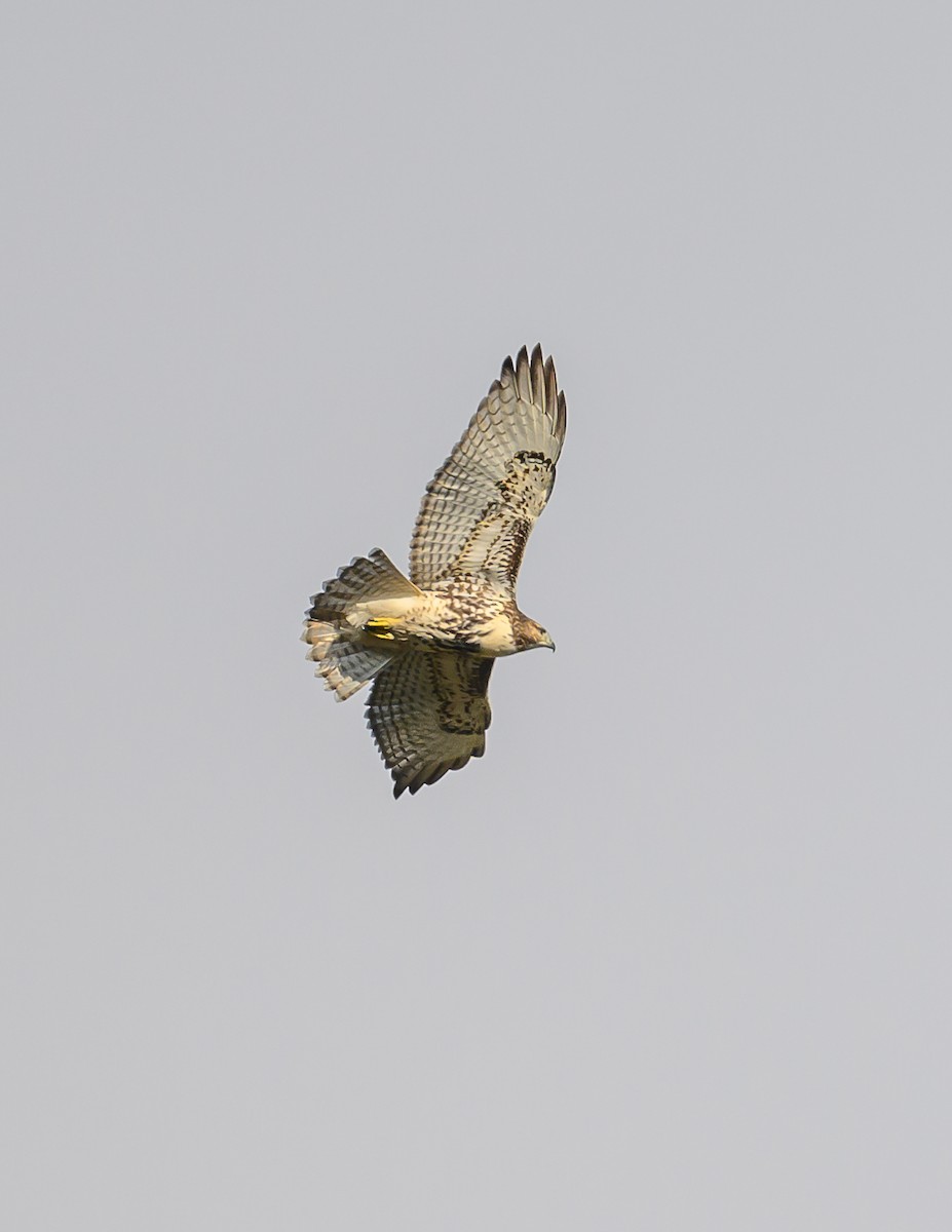 Red-tailed Hawk - ML491502951