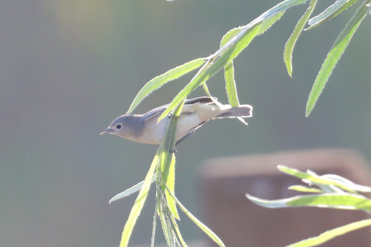 Lucy's Warbler - ML491505731