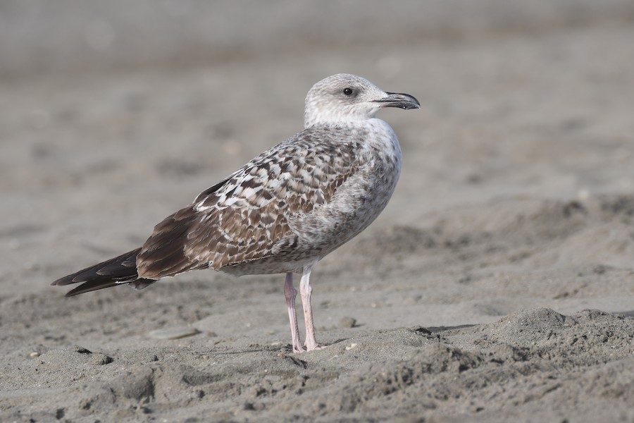 Yellow-legged/Lesser Black-backed Gull - eBird