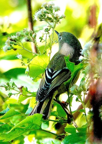 Ruby-crowned Kinglet - Kathleen Horn