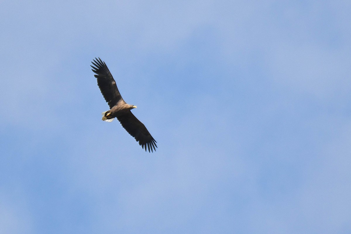 White-tailed Eagle - Itamar Donitza