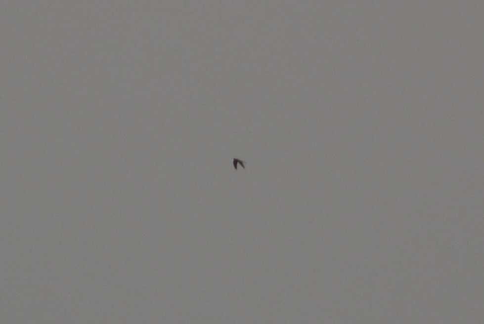 Common Cuckoo - ML49151511
